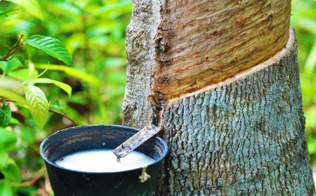 Import natural rubber from Thailand
